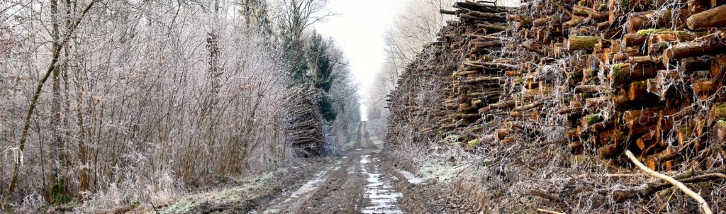 forestier hiver